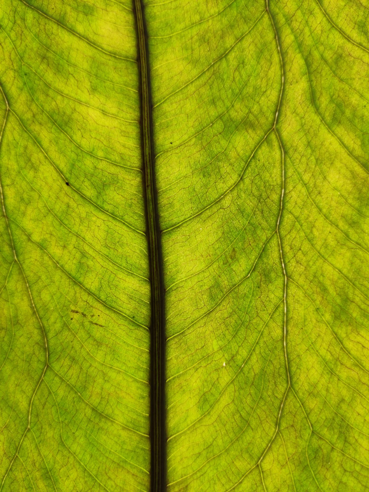 Backlit macro of a green leaf showing veins
